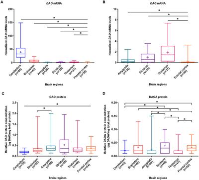 Expression of D-Amino Acid Oxidase (DAO/DAAO) and D-Amino Acid Oxidase Activator (DAOA/G72) during Development and Aging in the Human Post-mortem Brain